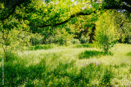 Sunny summer forest with green grass and trees