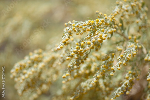 .Flora of Gran Canaria - Artemisia thuscula photo