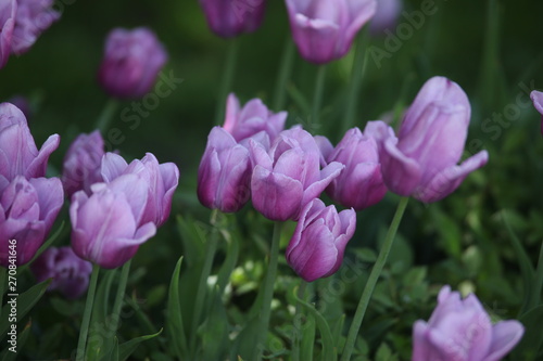 lilac tulips