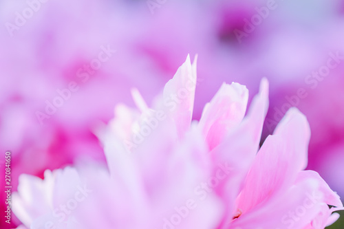 Blurred delicate petals of a pink peony. Unfocused abstract floral background