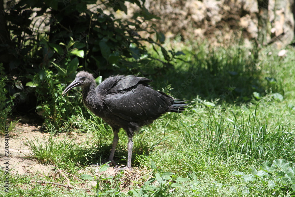 Puna ibis (scientific name: Plegadis ridgwayi) Puna ibis (scientific name: Plegadis ridgwayi)