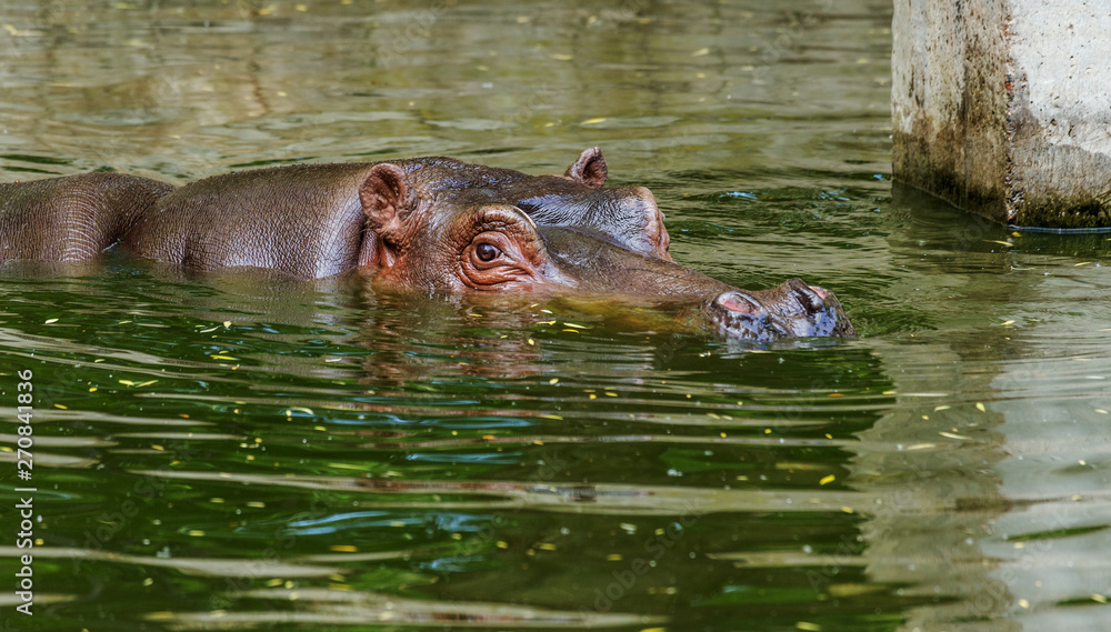Ordinary hippopotamus in the water of the pool of the zoo aviary. The African herbivore aquatic mammals hippopotamus spends most of its time in the water of the nose and eyes Ordinary hippopotamus in the water of the pool of the zoo aviary. The African herbivore aquatic mammals hippopotamus spends most of its time in the water of the nose and eyes