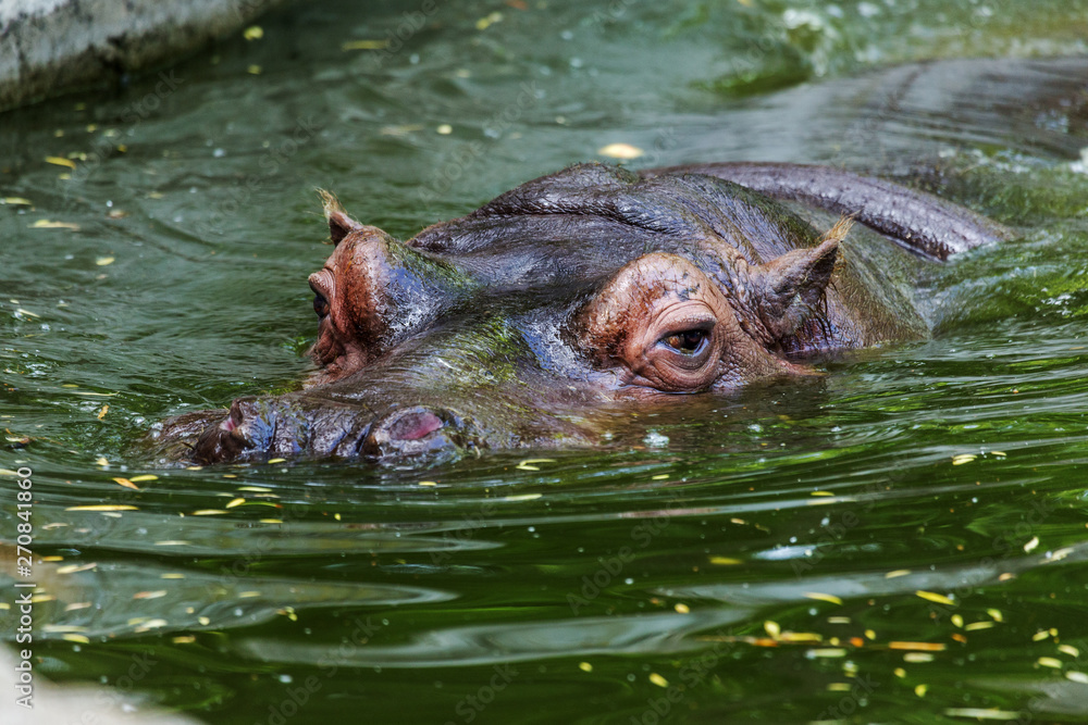 Ordinary hippopotamus in the water of the pool of the zoo aviary. The African herbivore aquatic mammals hippopotamus spends most of its time in the water of the nose and eyes Ordinary hippopotamus in the water of the pool of the zoo aviary. The African herbivore aquatic mammals hippopotamus spends most of its time in the water of the nose and eyes