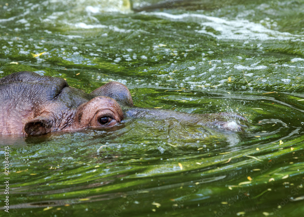 Ordinary hippopotamus in the water of the pool of the zoo aviary. The African herbivore aquatic mammals hippopotamus spends most of its time in the water of the nose and eyes Ordinary hippopotamus in the water of the pool of the zoo aviary. The African herbivore aquatic mammals hippopotamus spends most of its time in the water of the nose and eyes