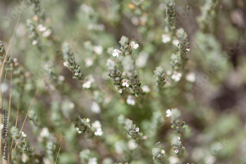 flora of Gran Canaria - flowering micromeria © Tamara Kulikova