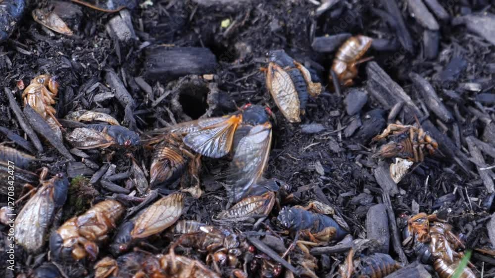 A cicada flaps wings over the shells and bodies of others at the base of a tree. This cicada is part of Brood VIII which only appears in Western Pennsylvania every 17 years. A cicada flaps wings over the shells and bodies of others at the base of a tree. This cicada is part of Brood VIII which only appears in Western Pennsylvania every 17 years.