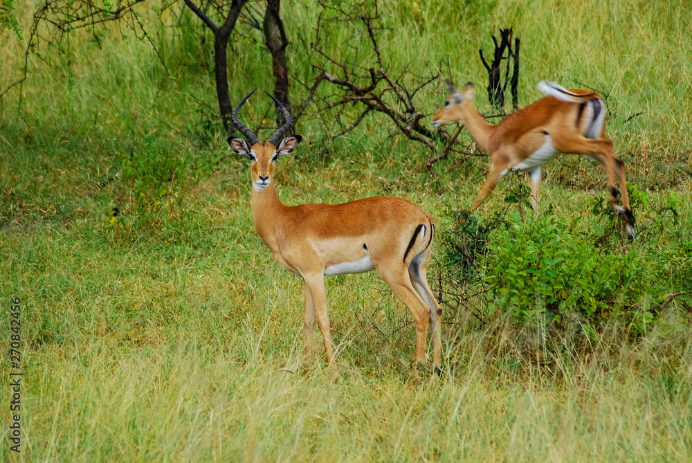 Two antelope Two antelope