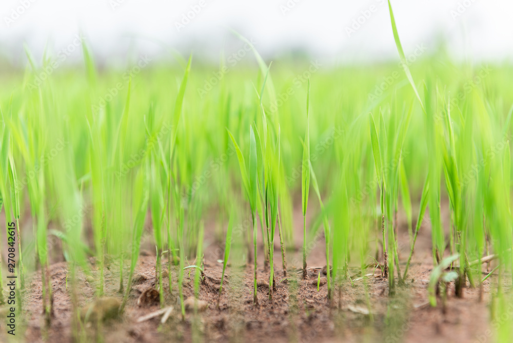Close-up rice plant in rice field, Green background Close-up rice plant in rice field, Green background