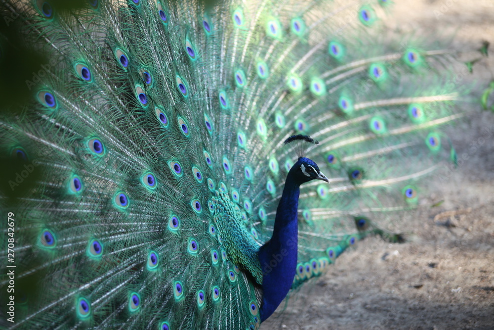Obraz premium peacock with flowing tail