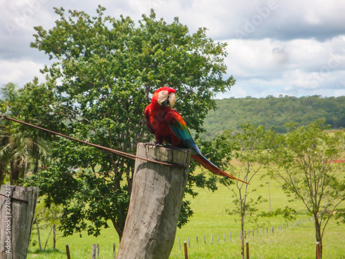 Red-and-green macaw (Ara chloropterus) in Brazil