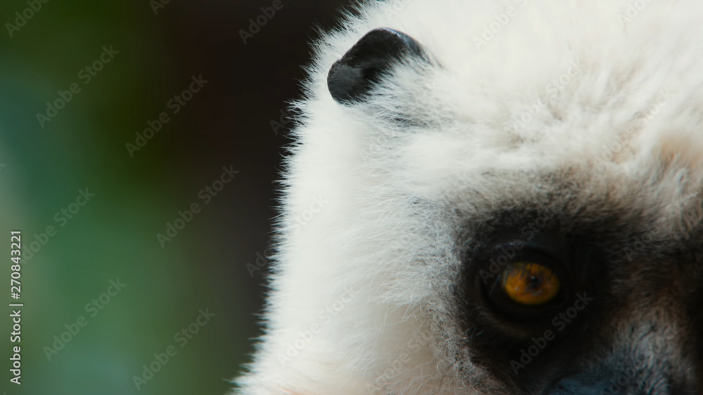 Obraz premium The rare monkey