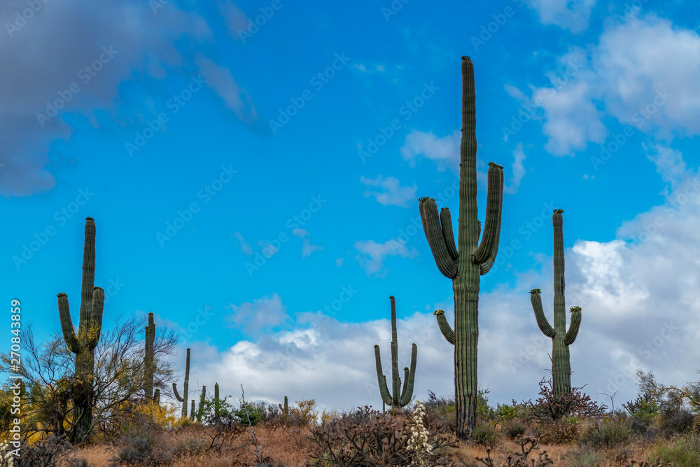 Cactus With Clouds and deep Blue Skies