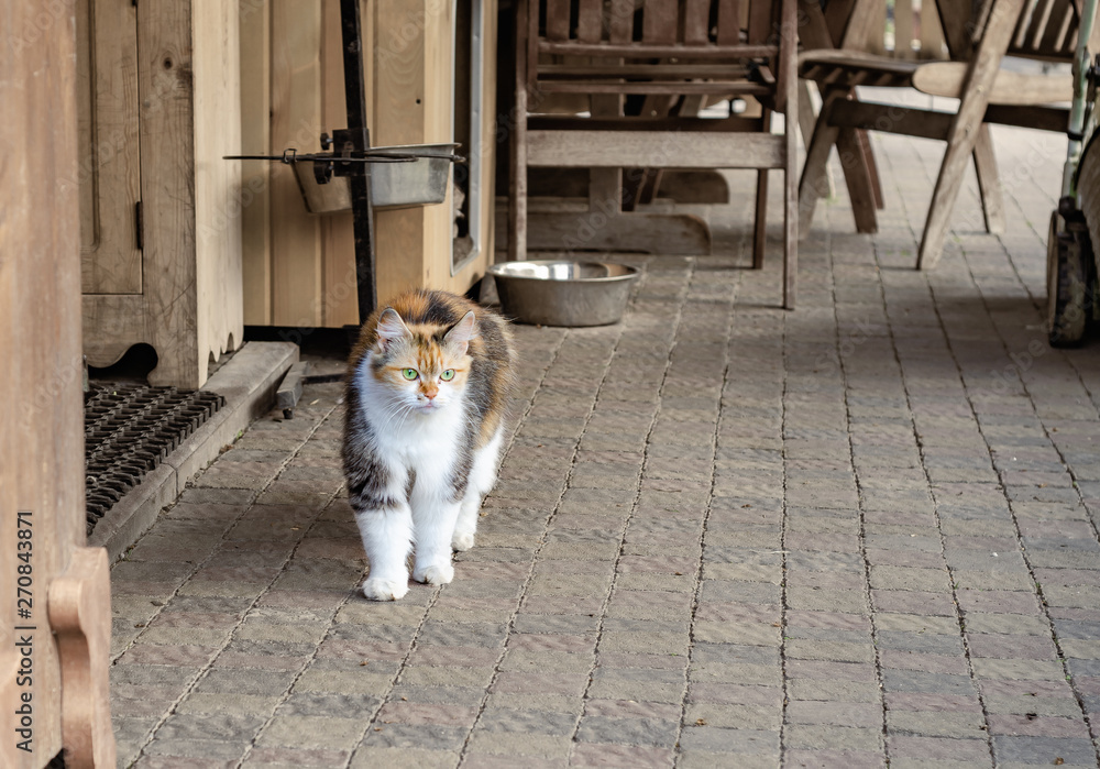 Three-colored cat on a sidewalk tile near a shed at the farm Three-colored cat on a sidewalk tile near a shed at the farm