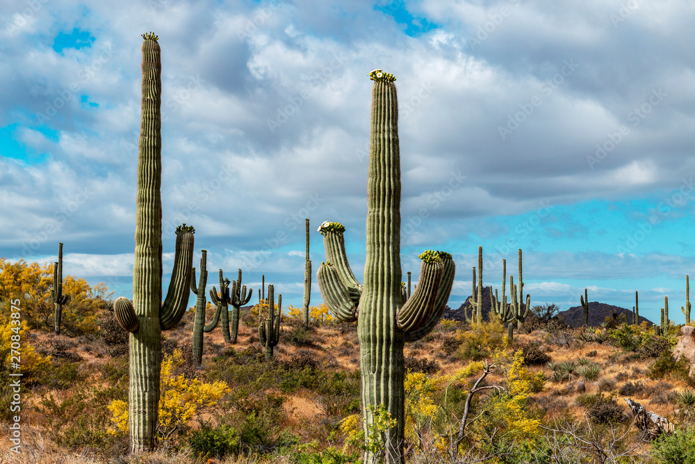 Saguaro Cactus At Browns Ranch Preserve in Scottsdale Saguaro Cactus At Browns Ranch Preserve in Scottsdale
