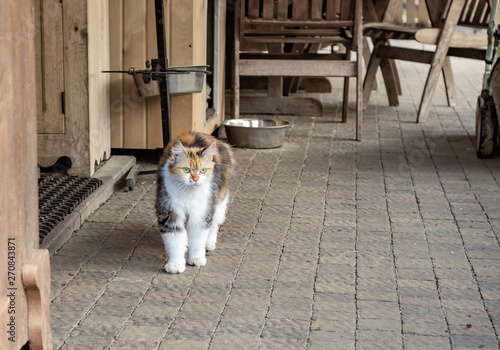 Three-colored cat on a sidewalk tile near a shed at the farm