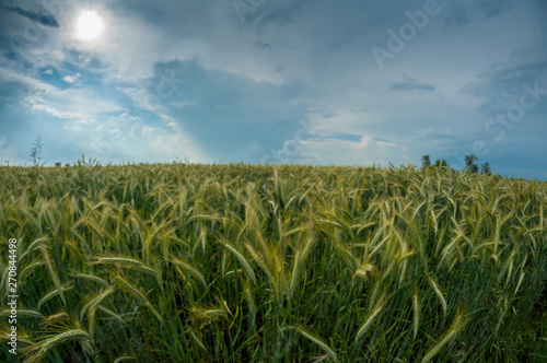 Fisheye view of a young green wheat field