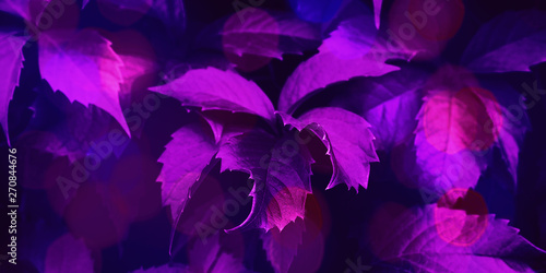 Purple ultra violet toned foliage trendy background with fluorescent bokeh