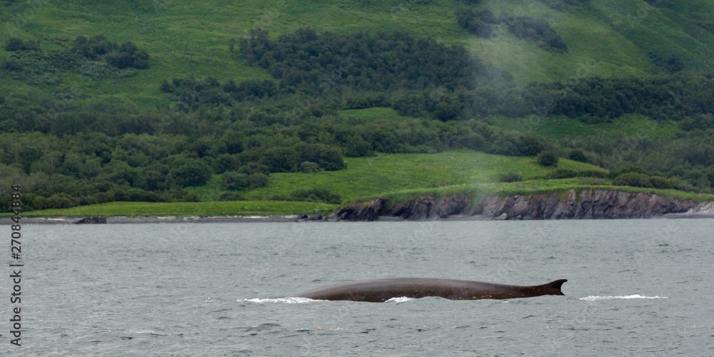Fototapeta premium Fin Whale Off Kodiak