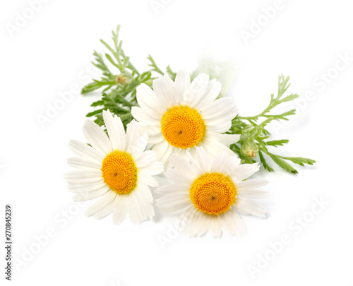 Chamomile or camomile flowers isolated on white