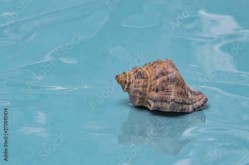 Fototapeta Naklejka Na Ścianę i Meble -  Sea shells journey to the sea dream and rest close up