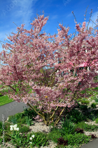 Almond tree, Flowering almond tree, Prunus triloba photo