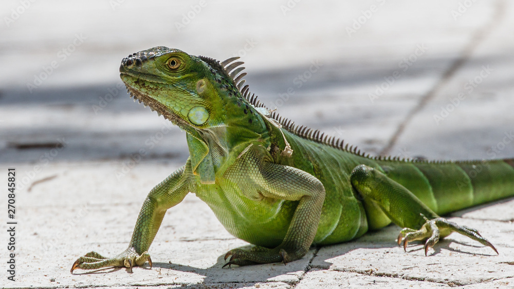 Fototapeta premium Grüner Leguan iguana iguana