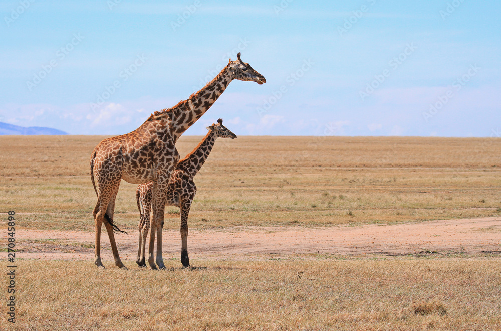 Obraz premium Masai Maasai Giraffe Giraffa camelopardalis tippelskirchii mother and small young calf plains Masai Mara National Reserve Kenya East Africa Kilimanjaro giraffe copy space blue sky landscape