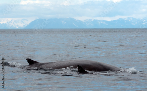 Fin Whales Off Kodiak