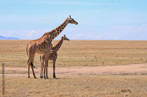 Fototapeta Naklejka Na Ścianę i Meble -  Masai Maasai Giraffe Giraffa camelopardalis tippelskirchii mother and small young calf plains Masai Mara National Reserve Kenya East Africa Kilimanjaro giraffe copy space blue sky landscape