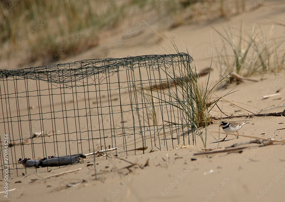 Fototapeta premium Common ringed plover bird, in Latin called Charadrius hiaticula, on sandy dune next to its place to incubate its eggs protected by special metal cage, Polish seaside