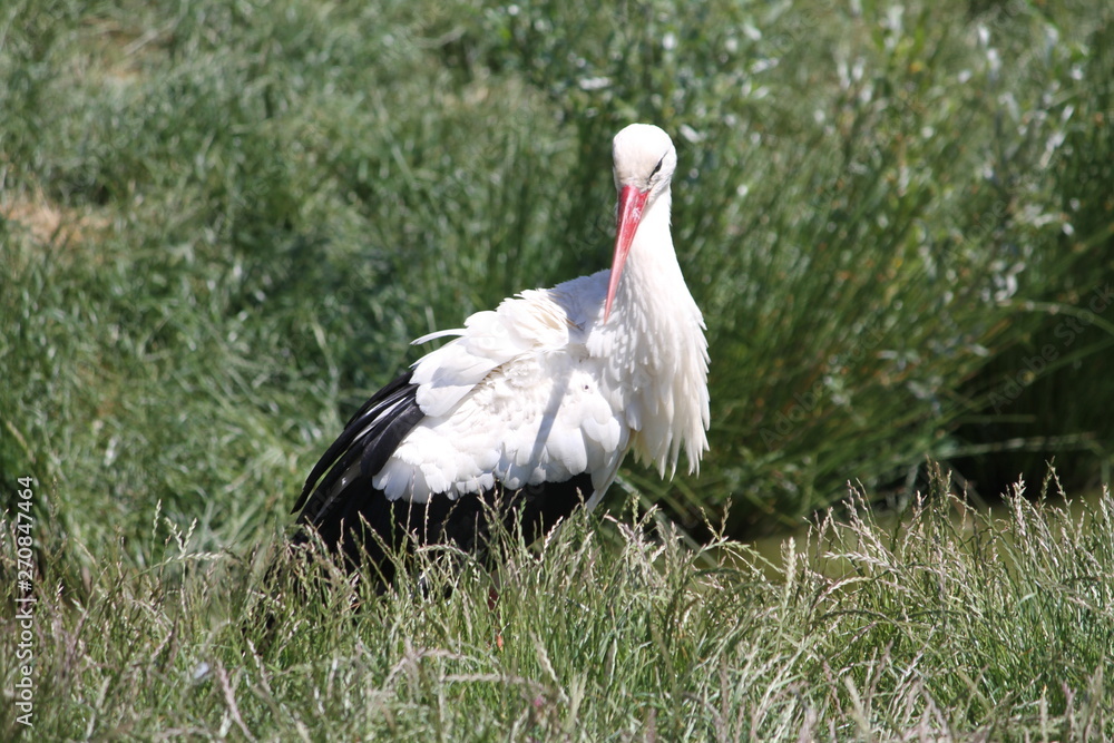 Fototapeta premium Ciconia