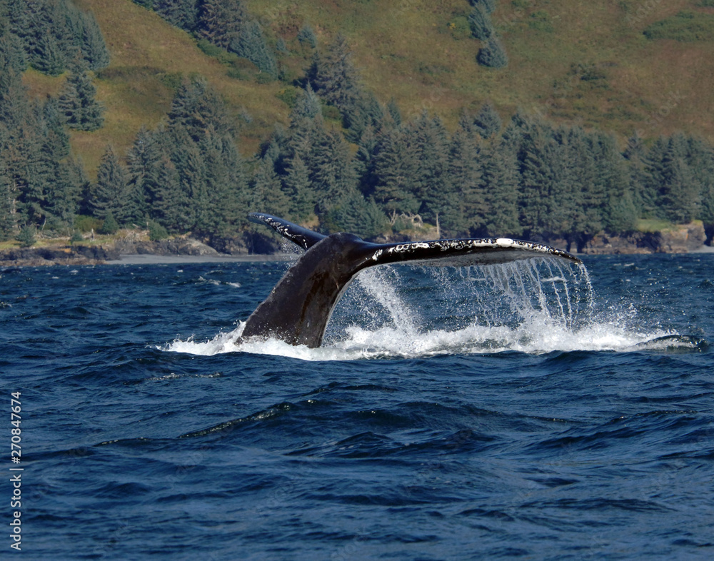 Fototapeta premium Humpback Whale Fluke Off Kodiak