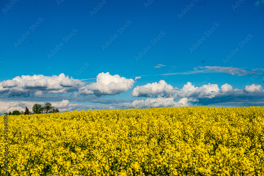 Fototapeta premium rapeseed bloominf yellow fields in spring under blue sky in sunshine