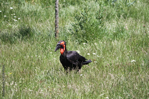 southern ground hornbill (scientific name: Bucorvus leadbeateri) formerly known as Bucorvus cafer