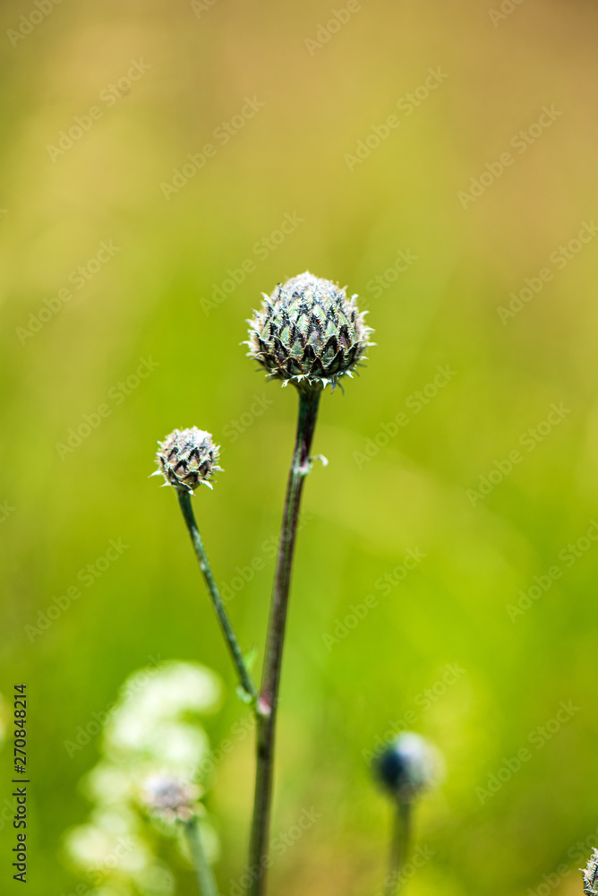 random color summer flowers in green meadow under the sun random color summer flowers in green meadow under the sun