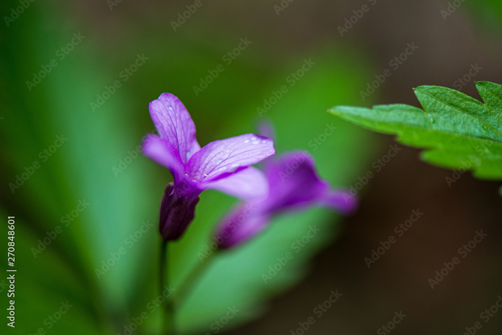 random color summer flowers in green meadow under the sun random color summer flowers in green meadow under the sun