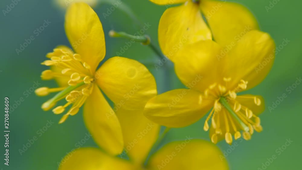 Yellow flower of celandine sways in the wind. Yellow flower of celandine sways in the wind.