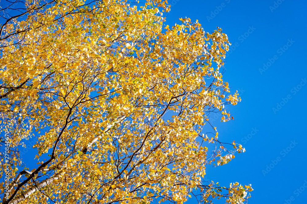 Yellow birch leaves on the background of a blue sky_ Yellow birch leaves on the background of a blue sky_