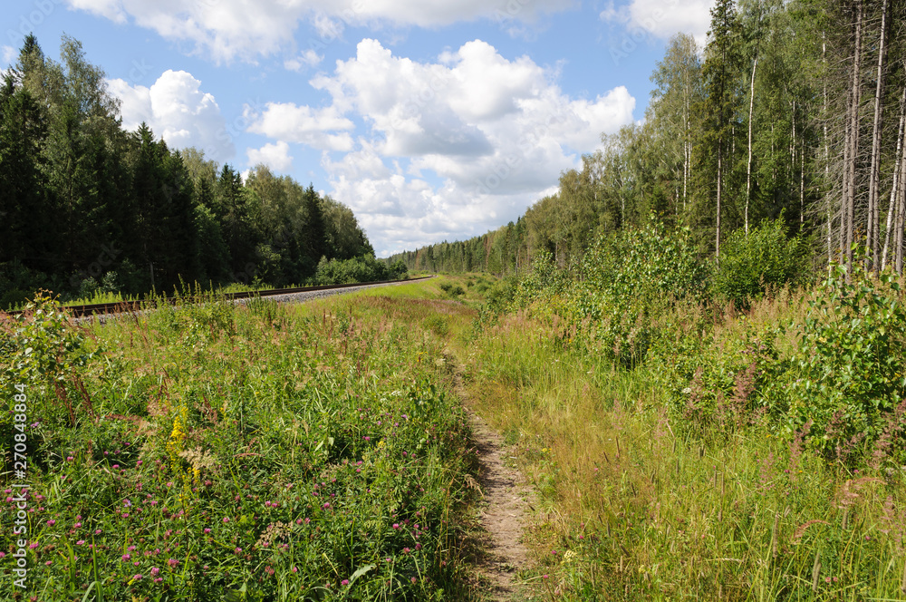 Footpath in summer forest