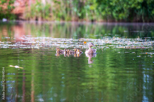 duck mama with ducklings swimming in lake in formation