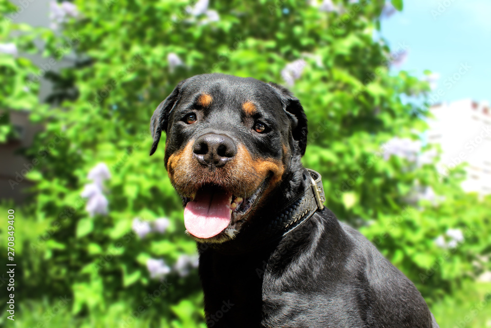 Obraz premium rottweiler on green grass