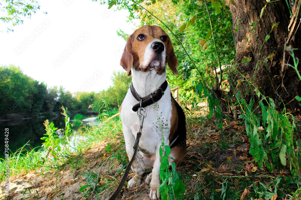 beagle in the garden