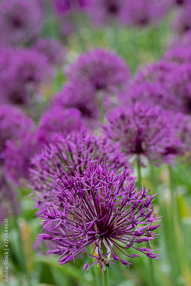 Fototapeta premium dark purple blossoms of a culivated allium with bee