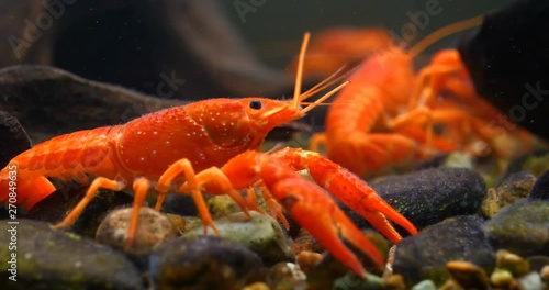 Lobster. Red, orange, brown and yellow lobster walking on rocks in the water, Lobster in water tank at an aquarium. Concept of: Water, Rocks, Family.