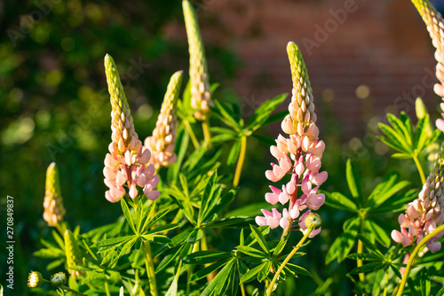 beautiful natural background pink Lupin flowers photo