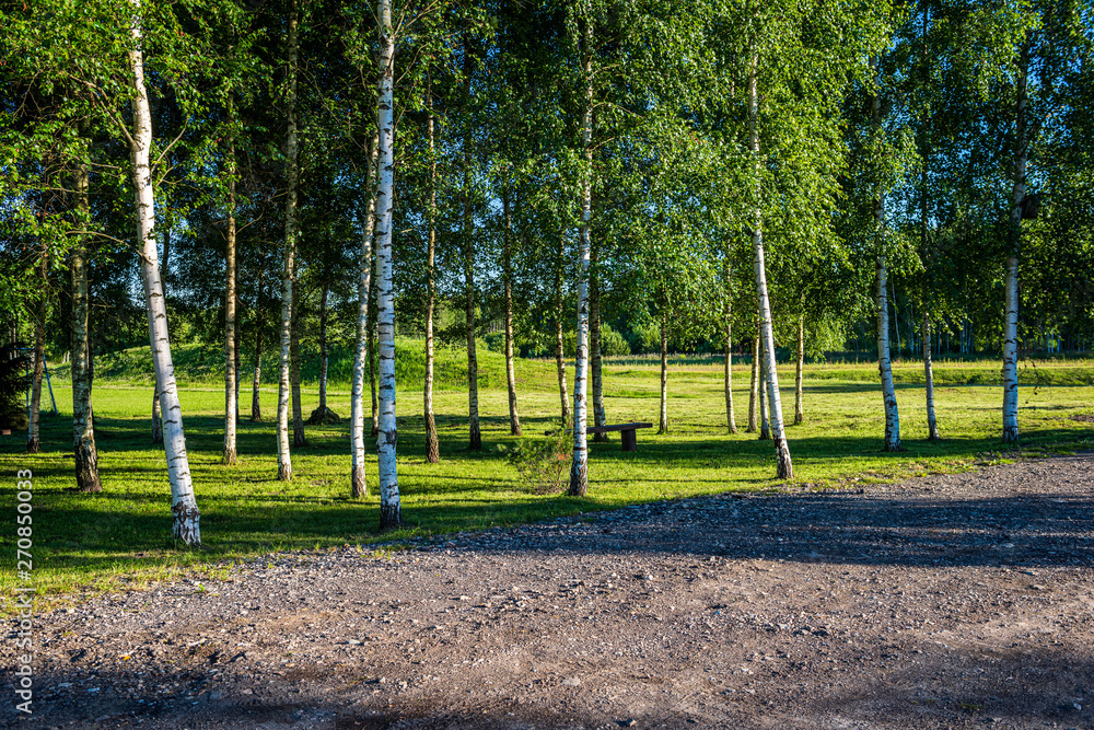 tree trunks in sunny summer forest