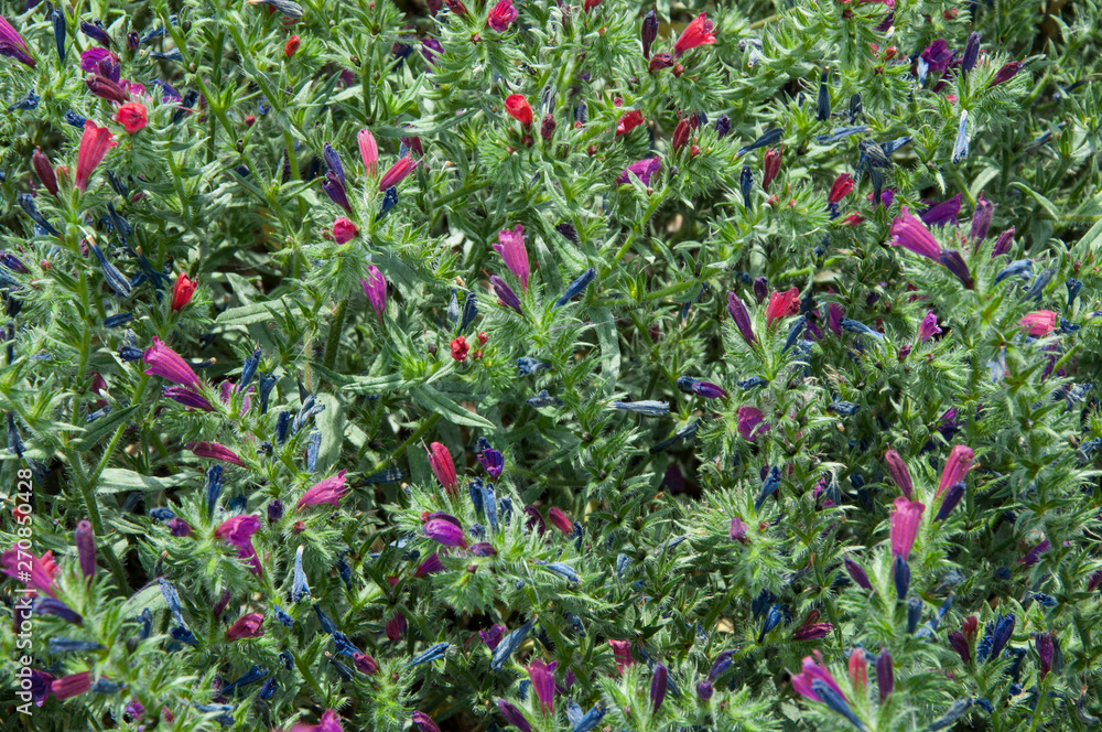 Wild purple flowers imitation lavender Wild purple flowers imitation lavender