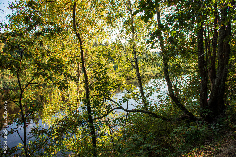 calm forest river hiding behind tree branches calm forest river hiding behind tree branches