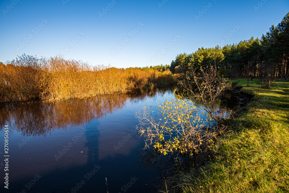 Fototapeta premium calm forest river hiding behind tree branches
