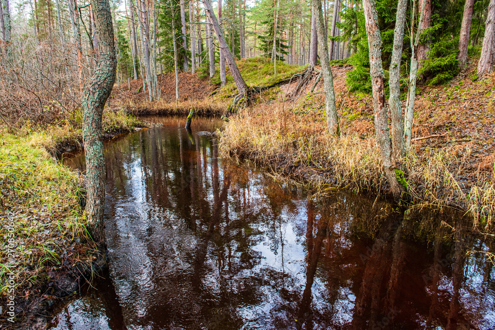 calm forest river hiding behind tree branches calm forest river hiding behind tree branches